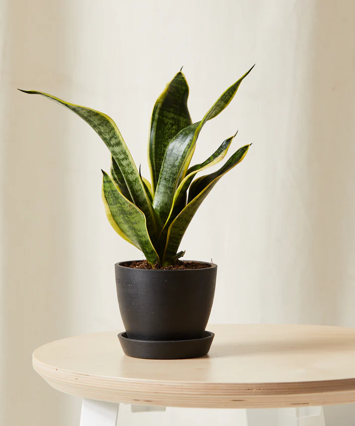 Snake Plant - Image 5
