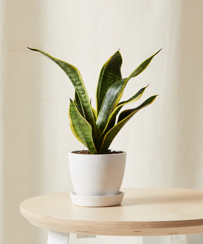 Snake Plant - Image 7