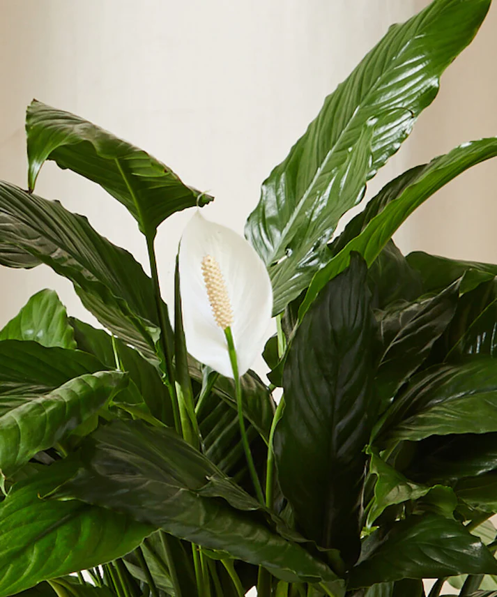 Peace Lily - Image 2