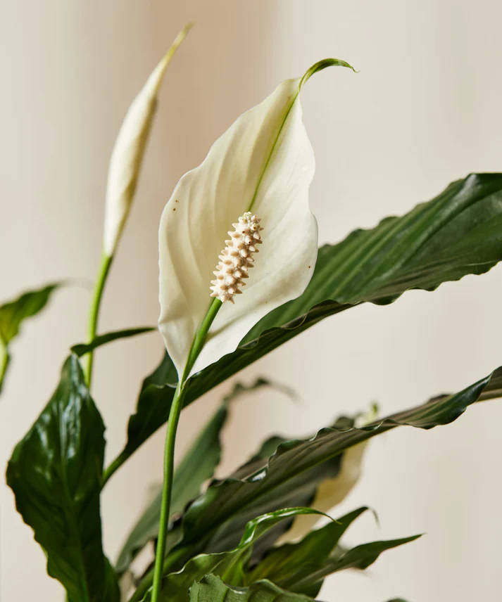 Peace Lily - Image 3