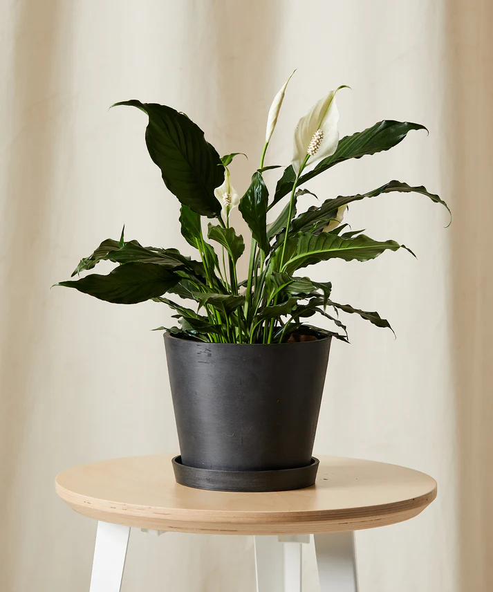 Peace Lily - Image 4