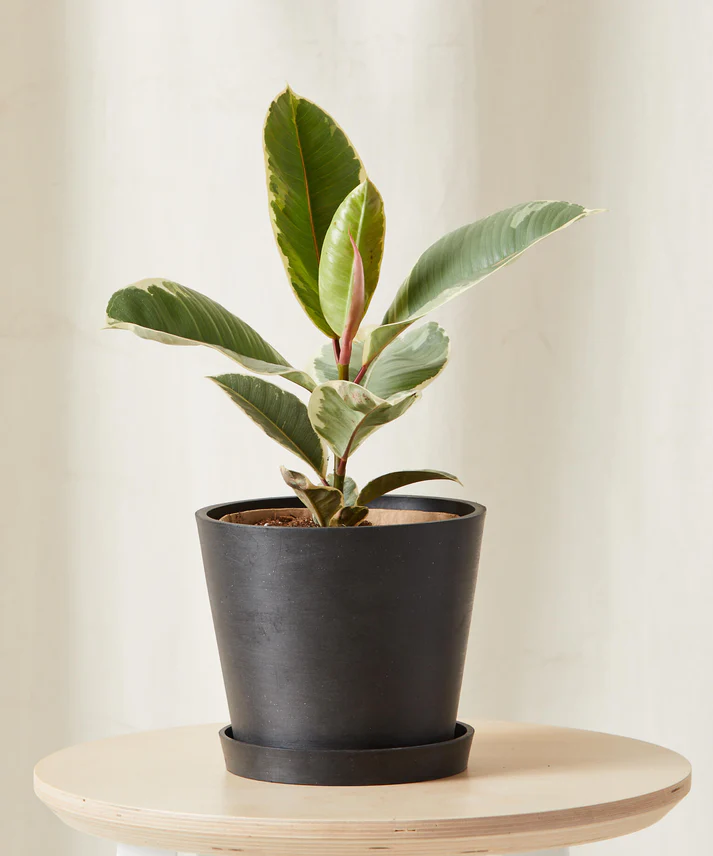 Ficus Tineke - Image 3