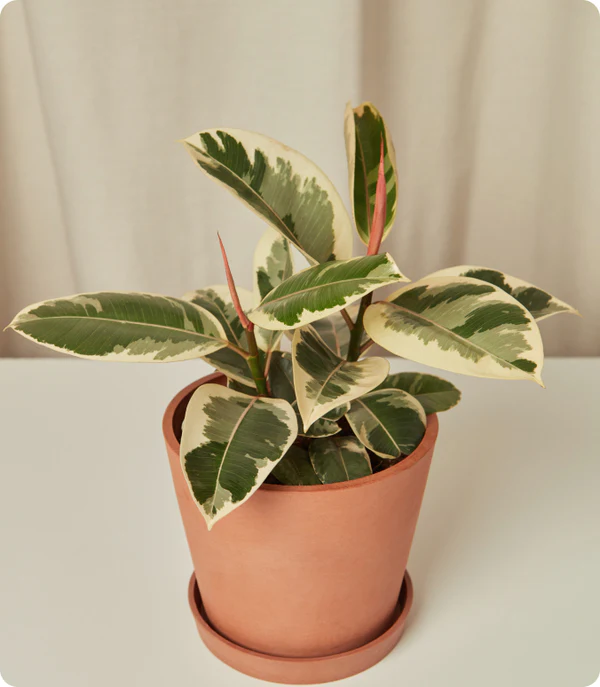 Ficus Tineke - Image 4