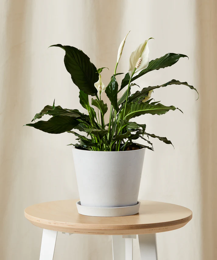 Peace Lily - Image 6